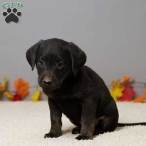 Teddy, Black Labrador Retriever Puppy